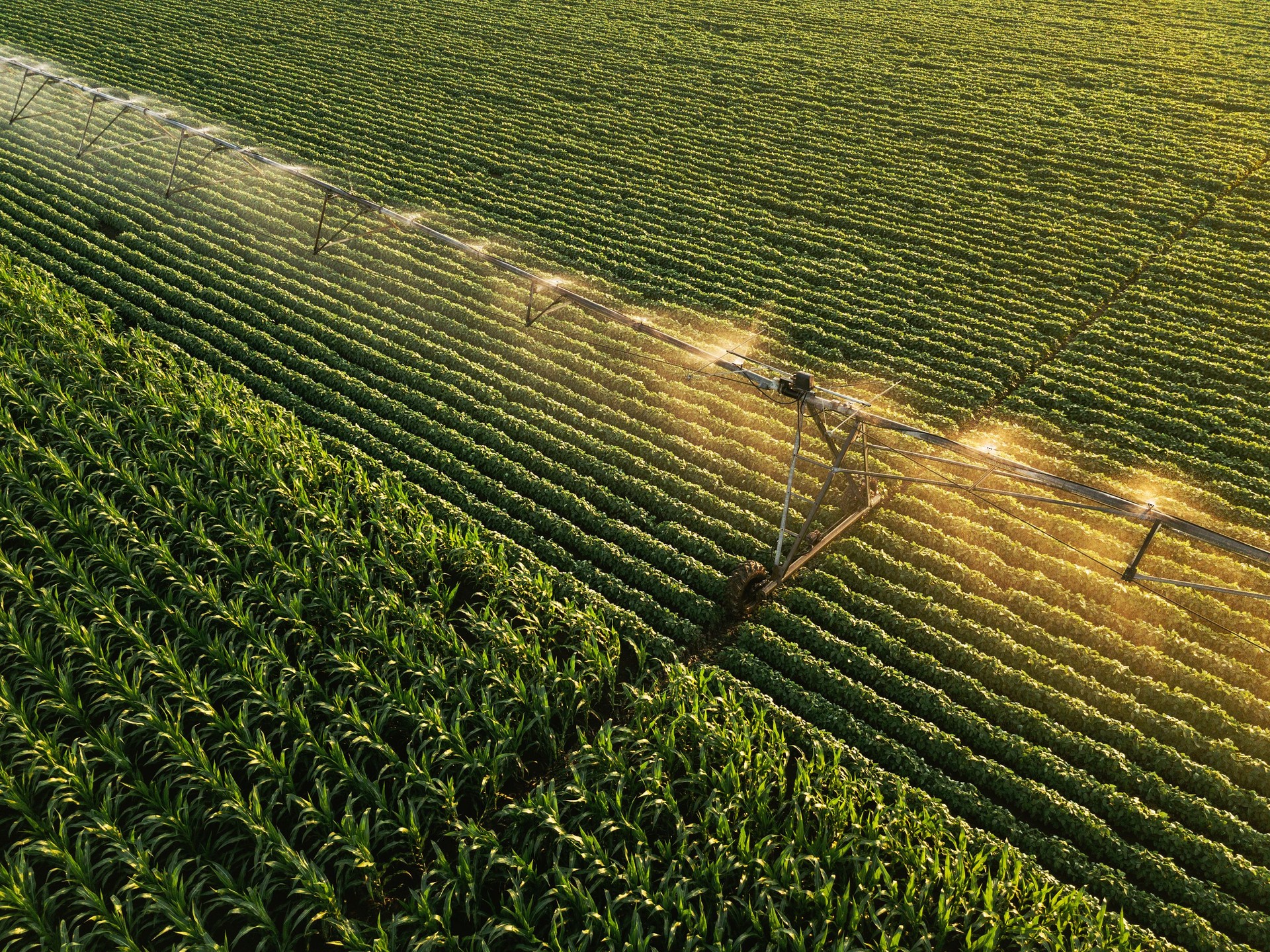 Aerial view of irrigation equipment watering green soybean crops
